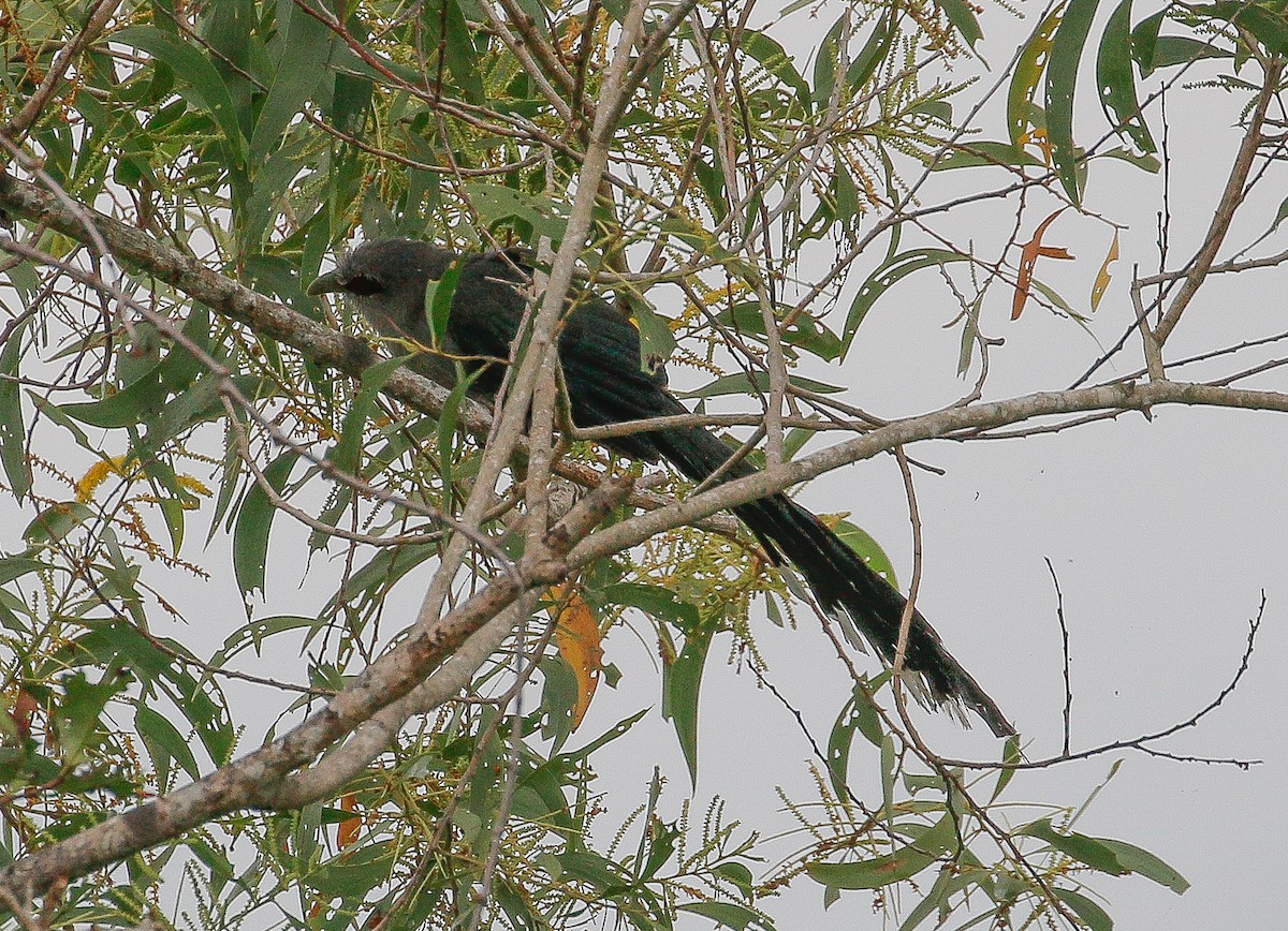 Green-billed Malkoha - Neoh Hor Kee