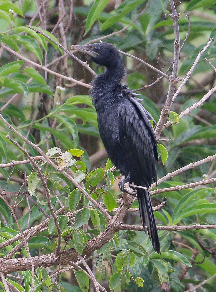 Cormorán de Java - ML250077281