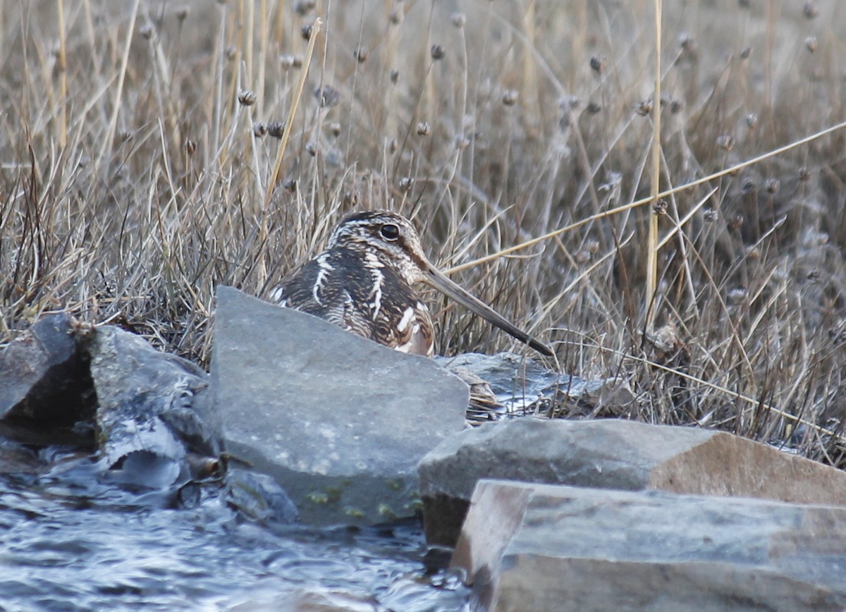 Solitary Snipe - ML250077471