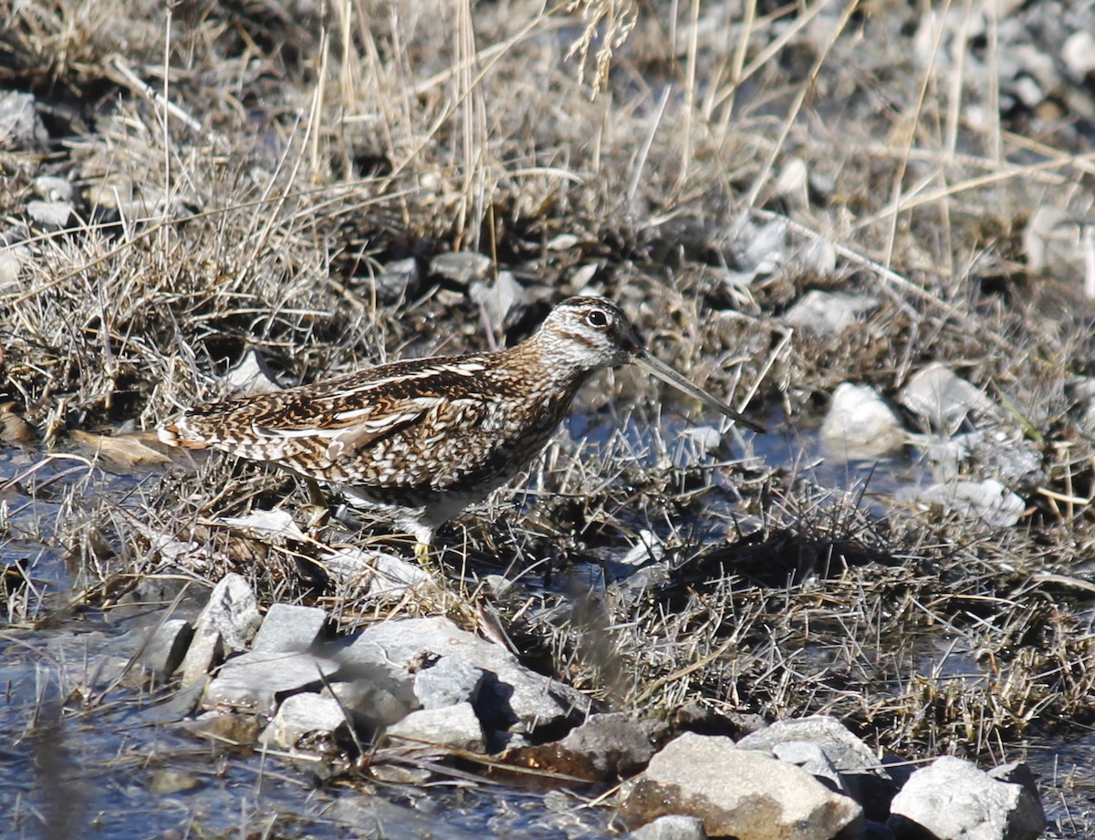 Solitary Snipe - ML250077501