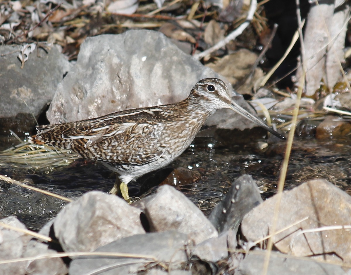 Agachadiza Solitaria - ML250077561