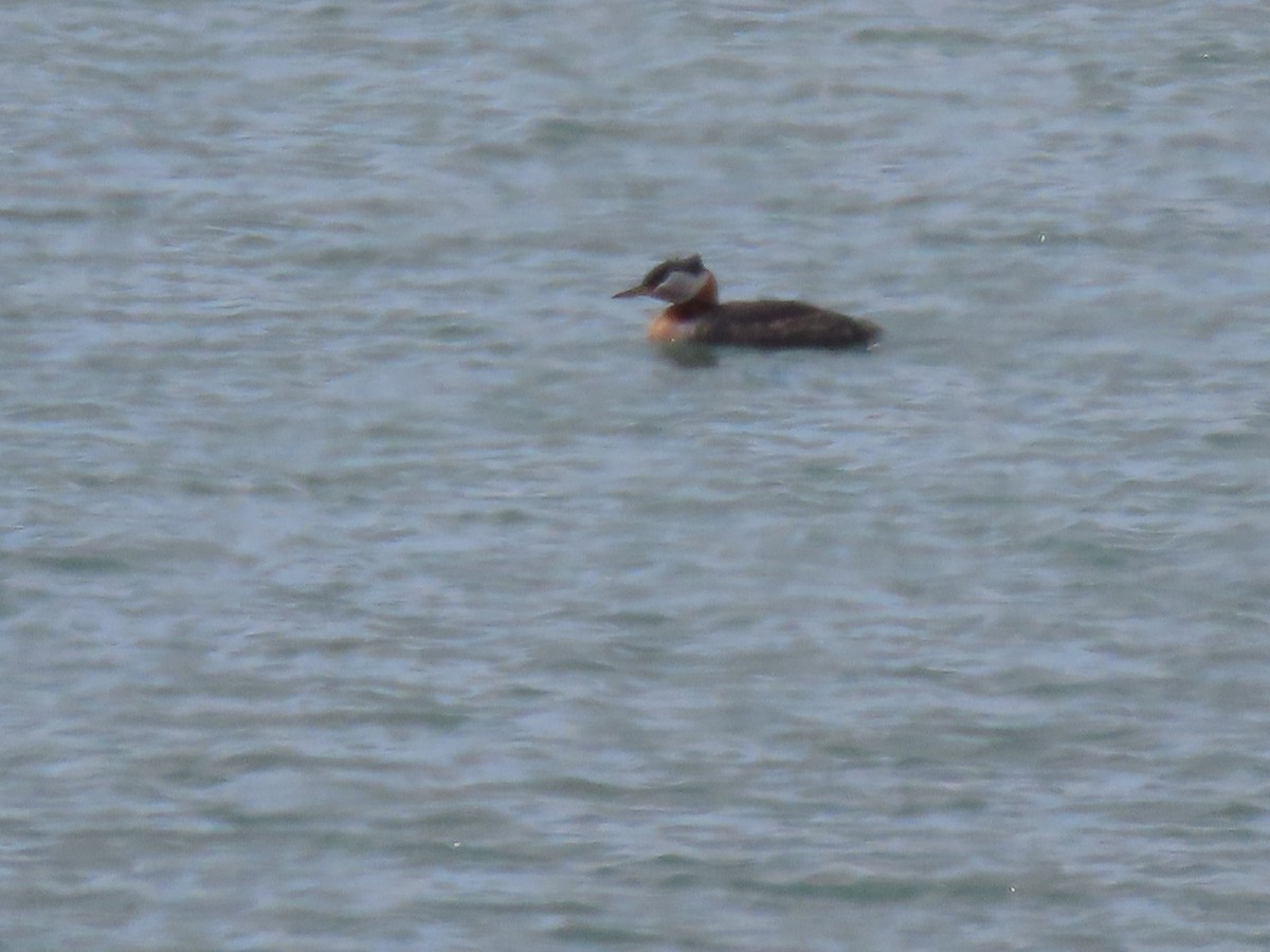 Red-necked Grebe - ML250077761