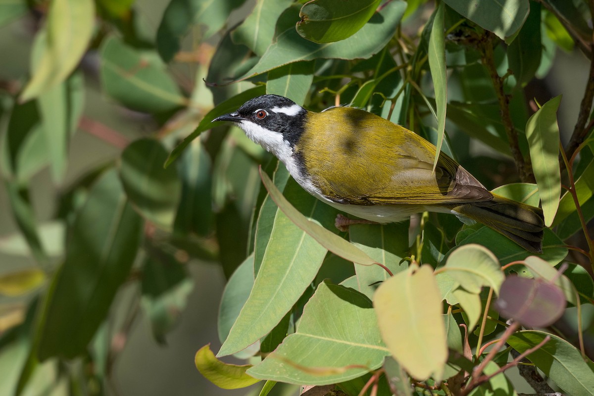 White-throated Honeyeater - ML250078191