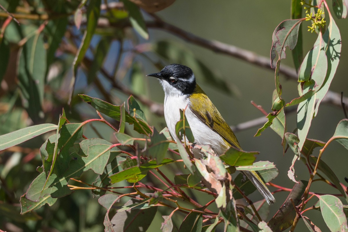 White-throated Honeyeater - Terence Alexander