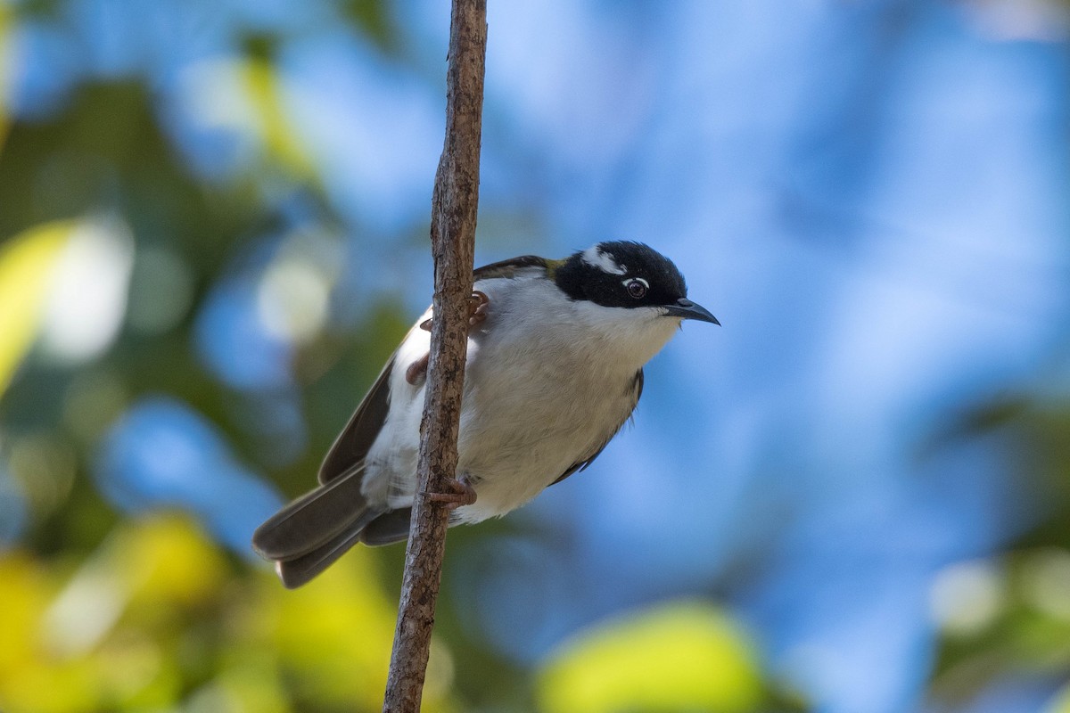 White-throated Honeyeater - ML250078711