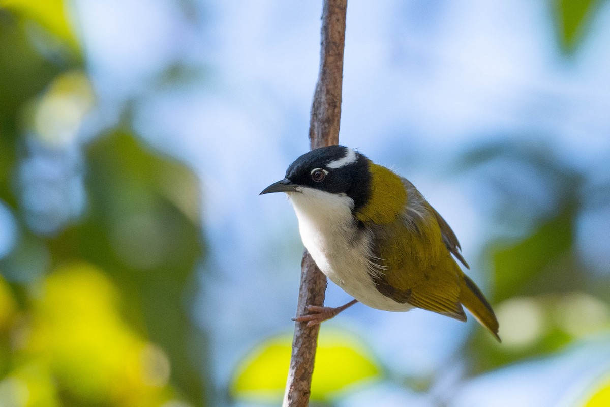 White-throated Honeyeater - ML250078721