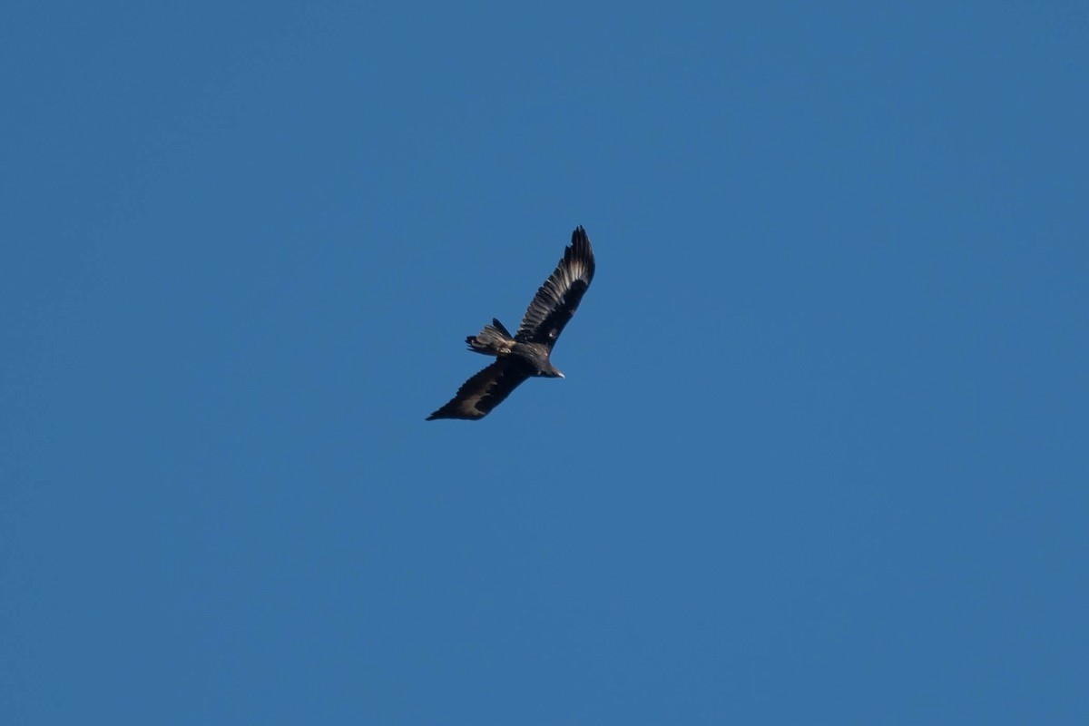 Wedge-tailed Eagle - ML250078971