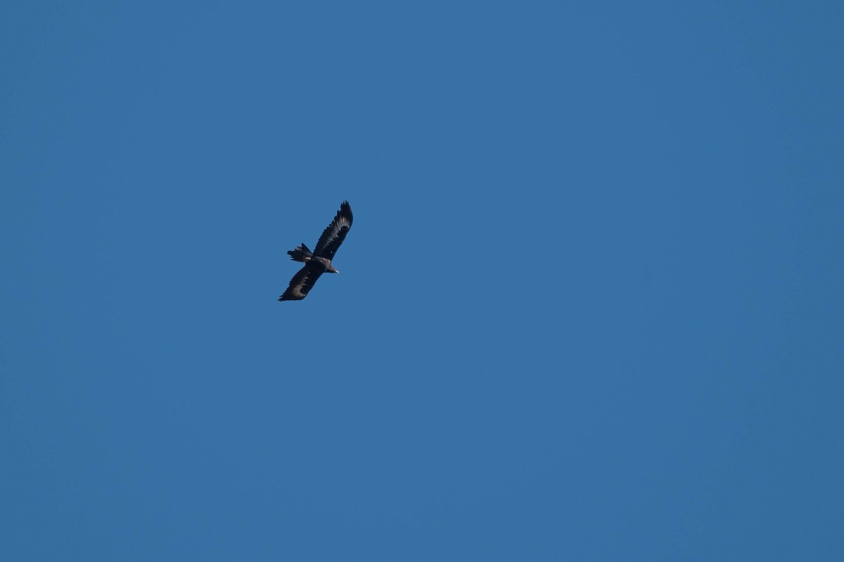 Wedge-tailed Eagle - ML250078981