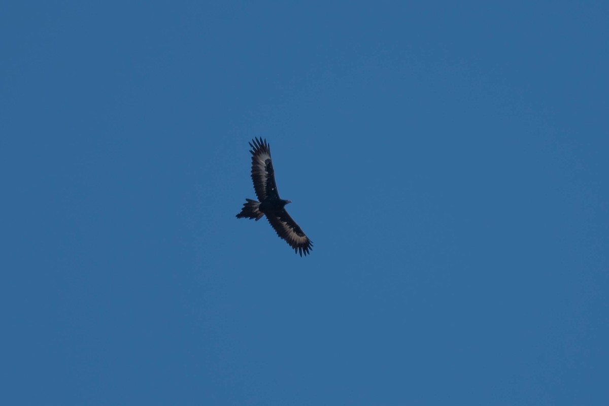 Wedge-tailed Eagle - ML250078991