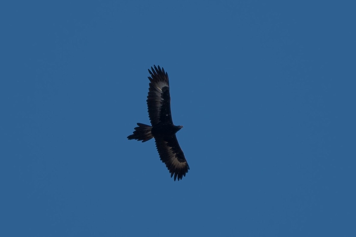 Wedge-tailed Eagle - ML250079011