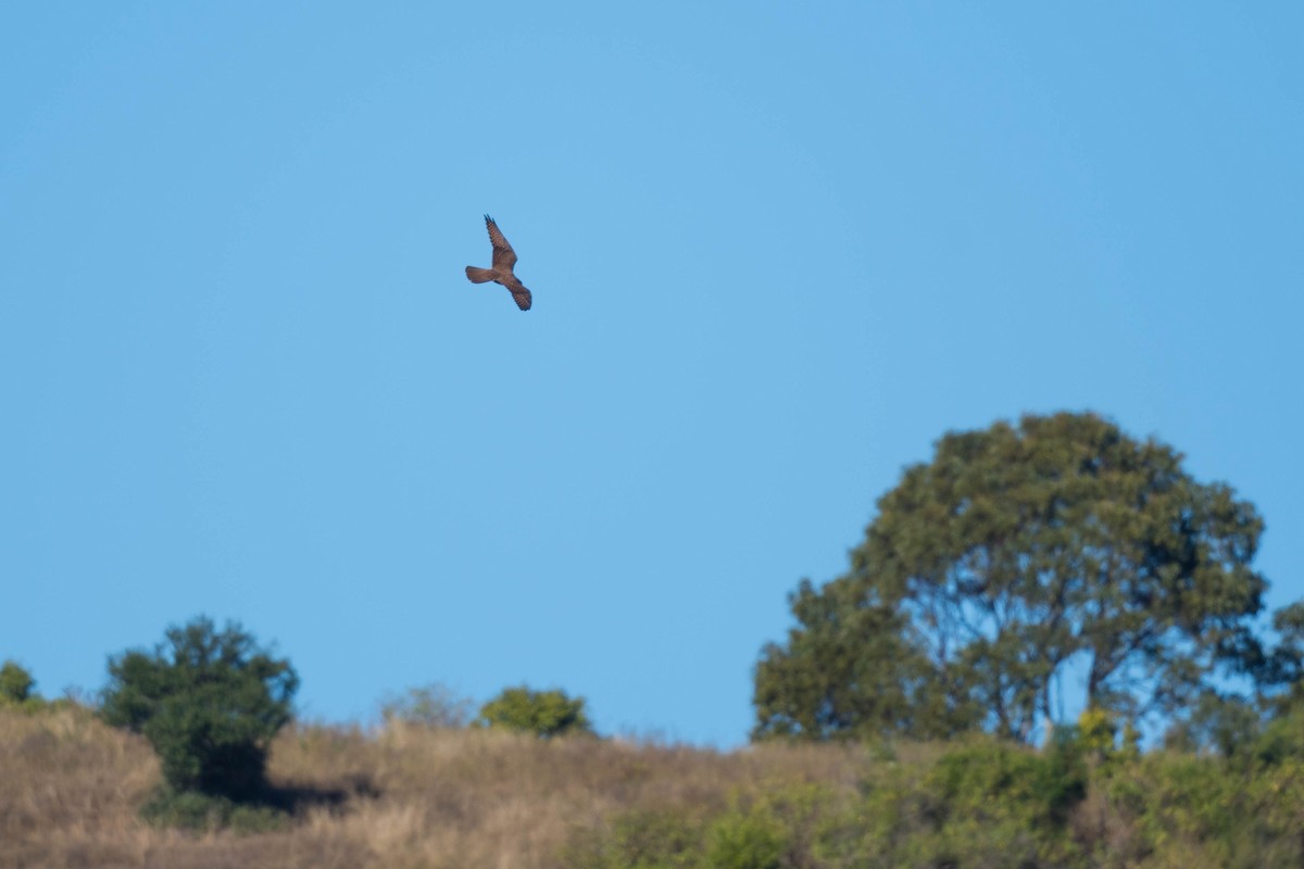 Brown Falcon - ML250079081