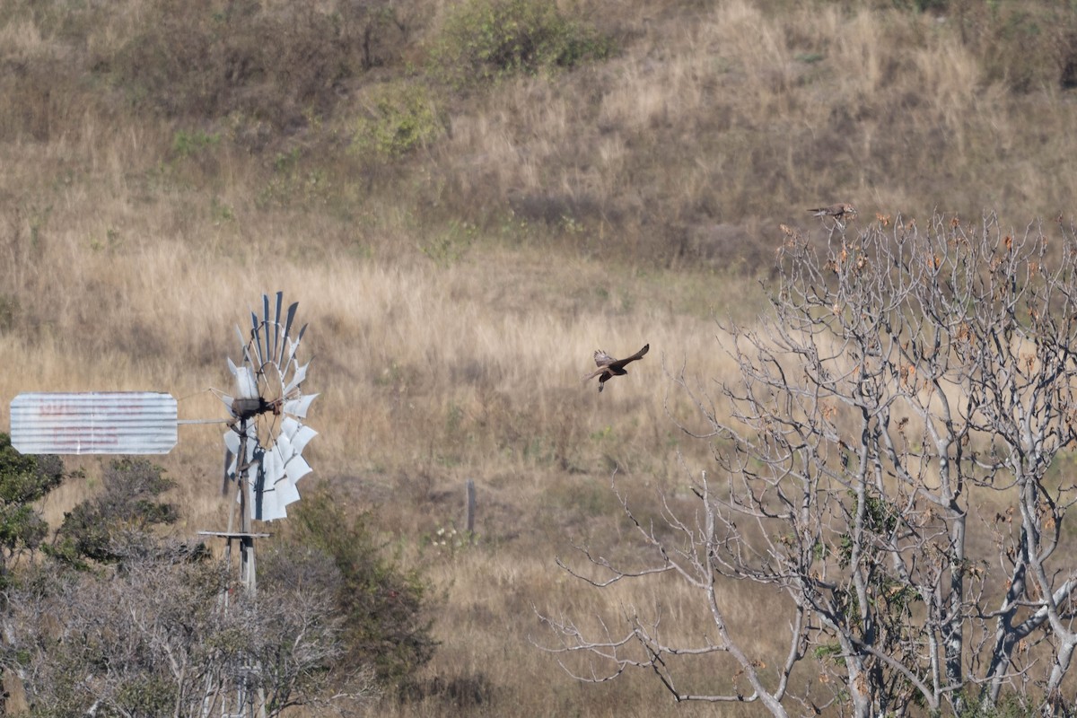 Brown Falcon - ML250079091