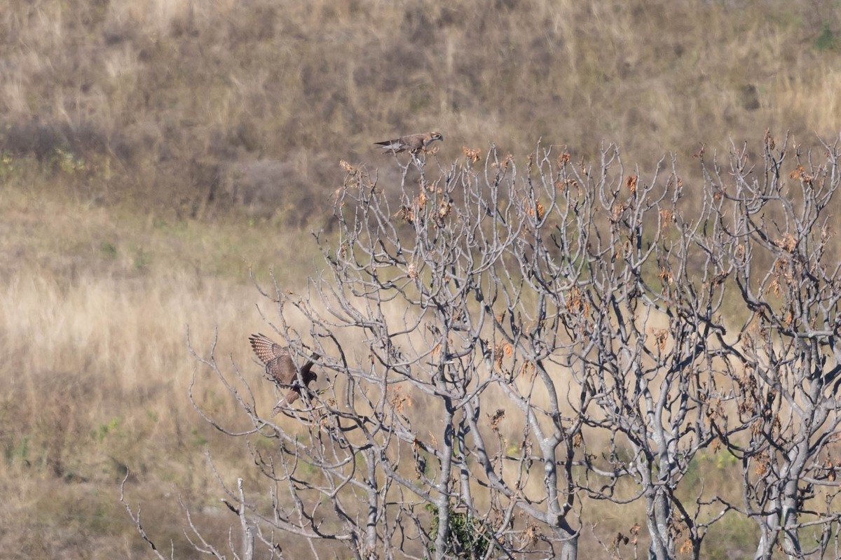 Brown Falcon - ML250079101