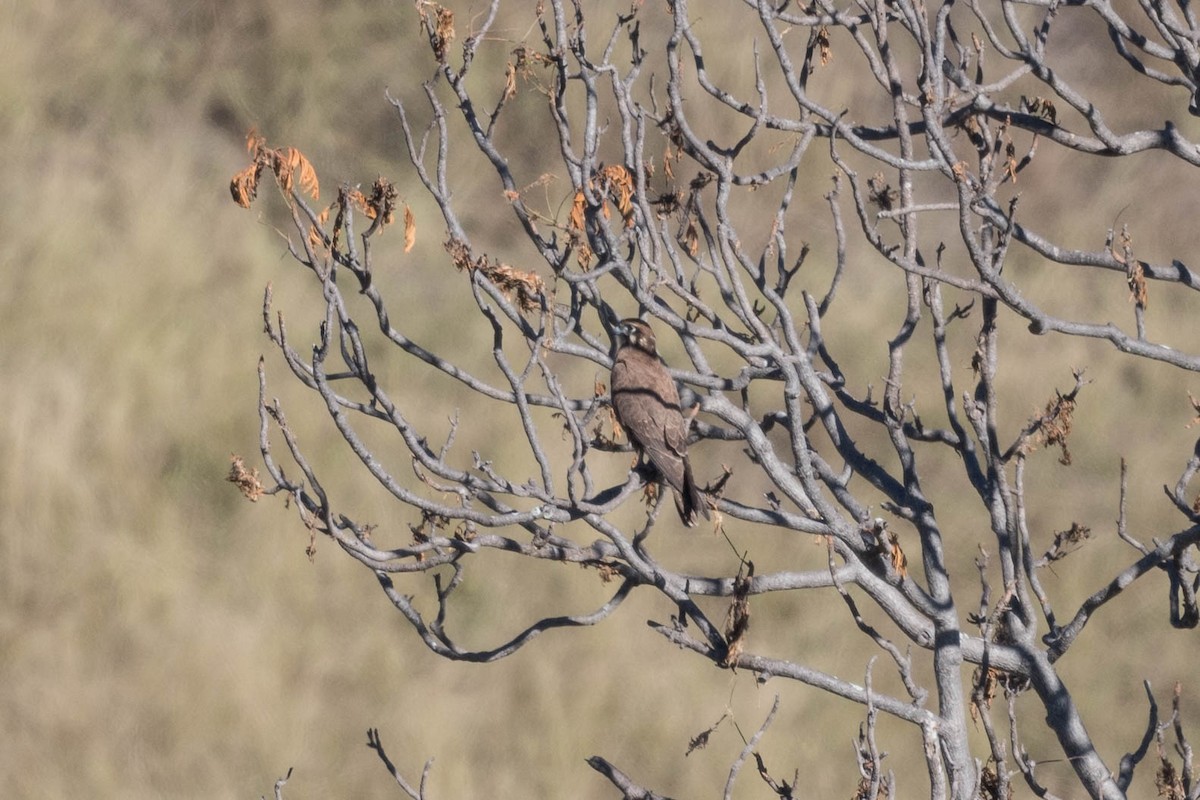 Brown Falcon - ML250079121