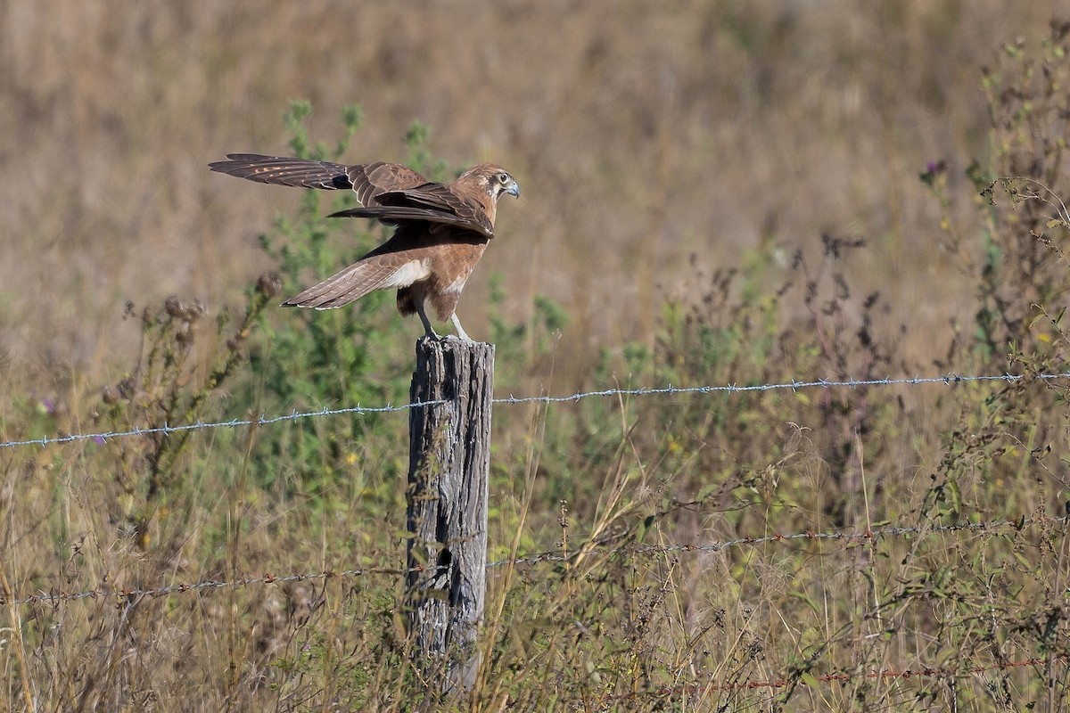 Brown Falcon - ML250079141