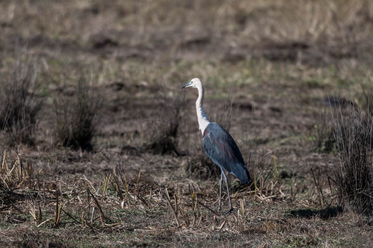 Pacific Heron - ML250079231