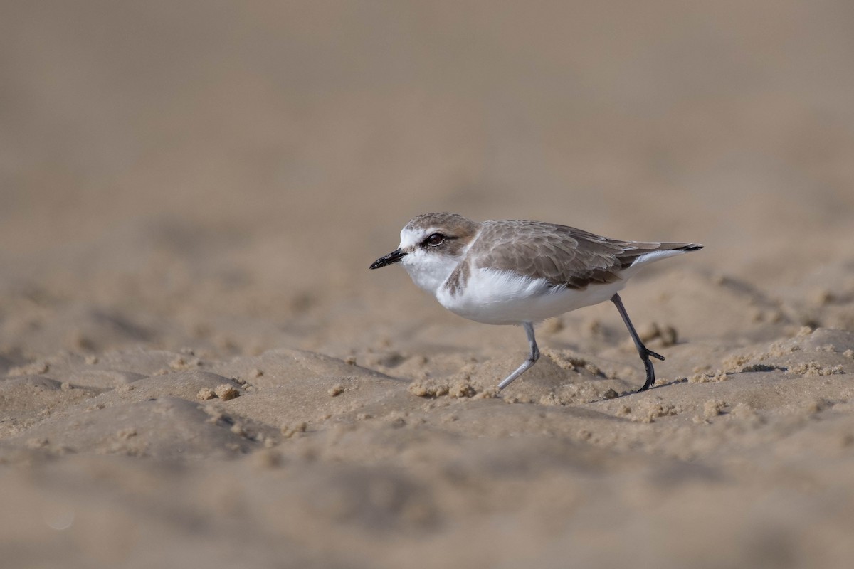 Kentish Plover - Terence Alexander