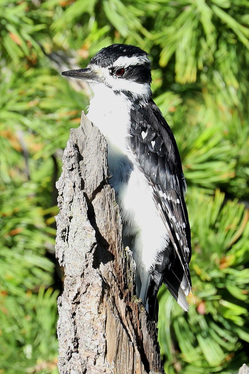 Hairy Woodpecker (Rocky Mts.) - ML250081111