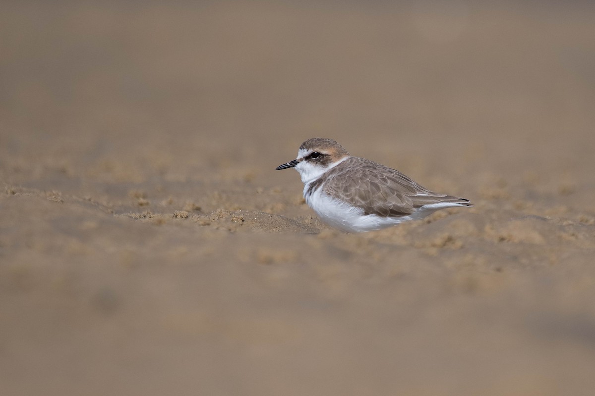 Kentish Plover - Terence Alexander