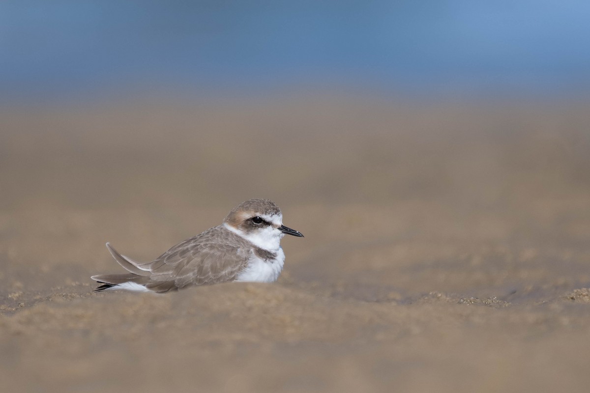 Kentish Plover - Terence Alexander