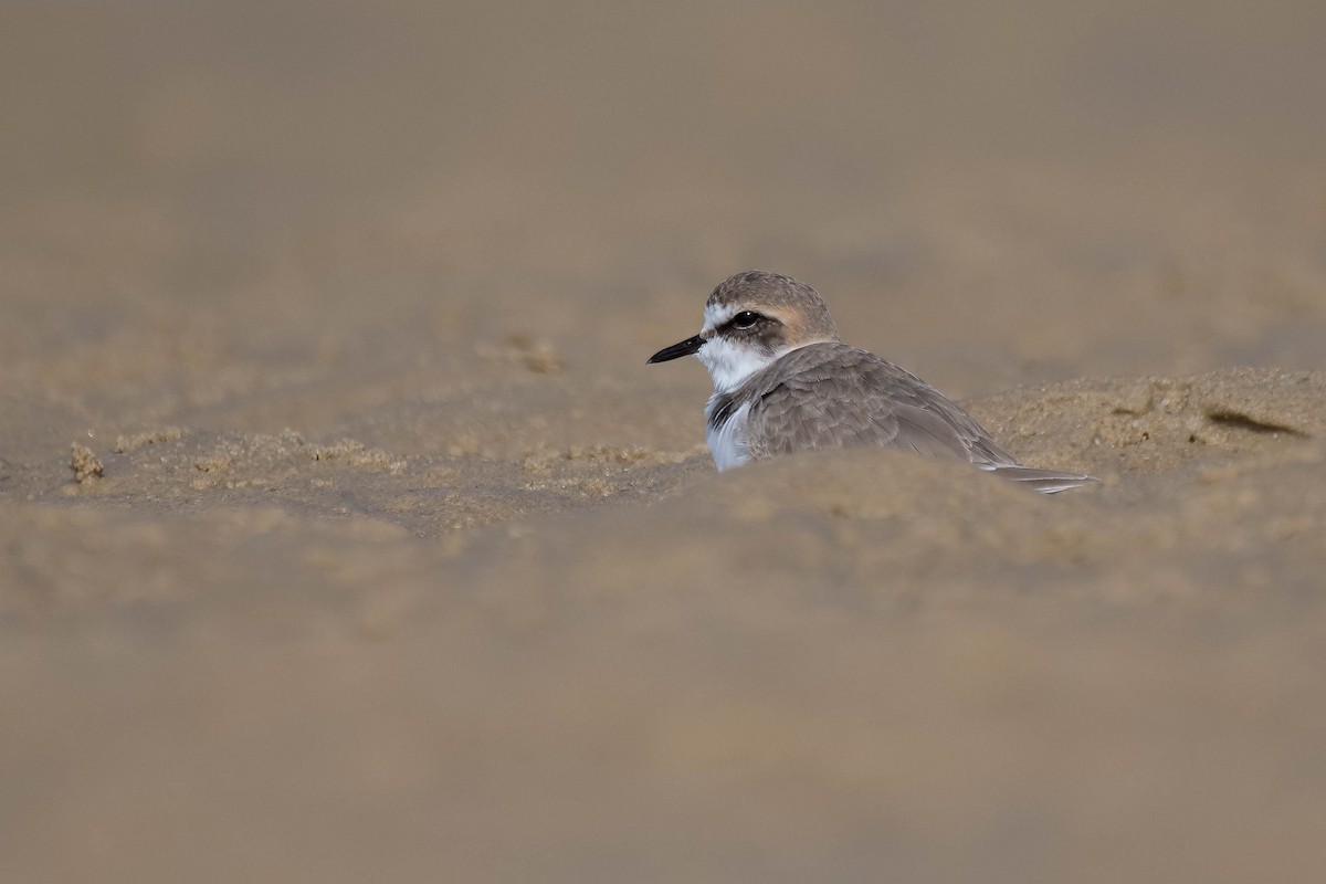 Kentish Plover - Terence Alexander