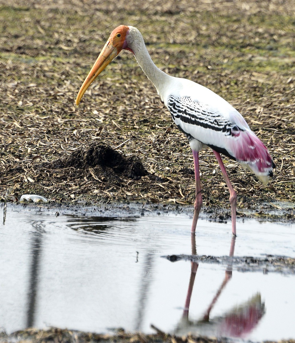 Painted Stork - ML250081671