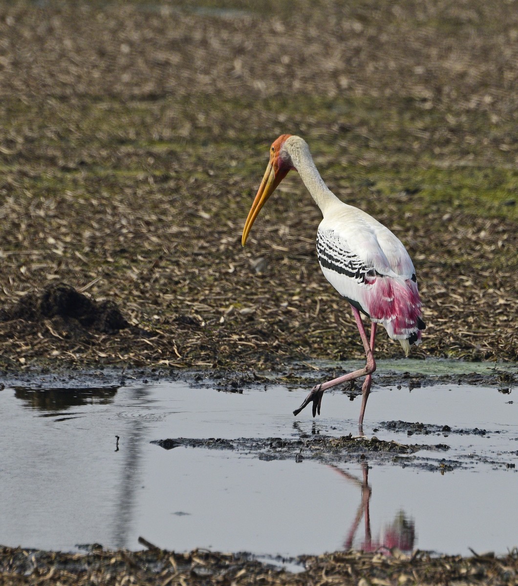 Painted Stork - ML250081681