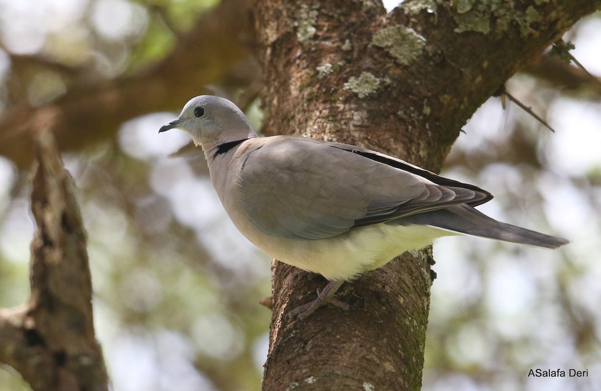Ring-necked Dove - Fanis Theofanopoulos (ASalafa Deri)