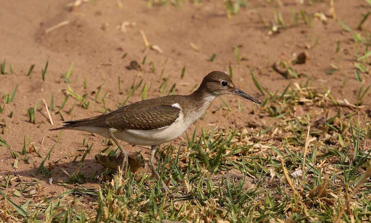 Common Sandpiper - Steve James