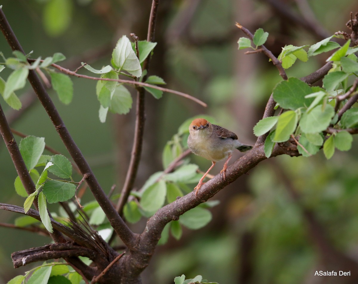 Tiny Cisticola - Fanis Theofanopoulos (ASalafa Deri)