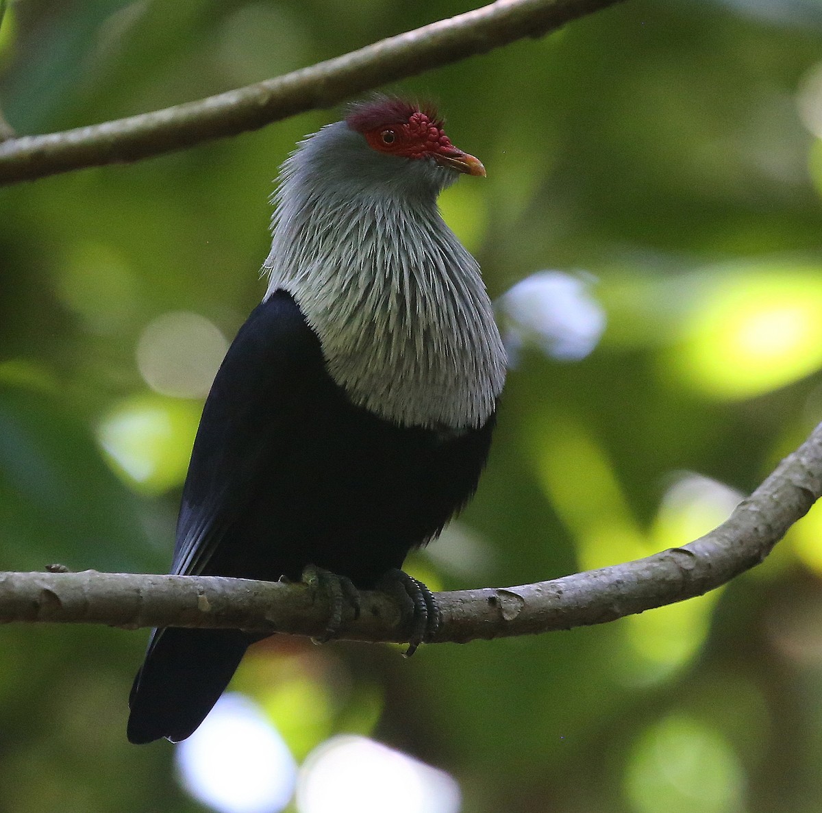 Seychelles Blue-Pigeon - Steve James