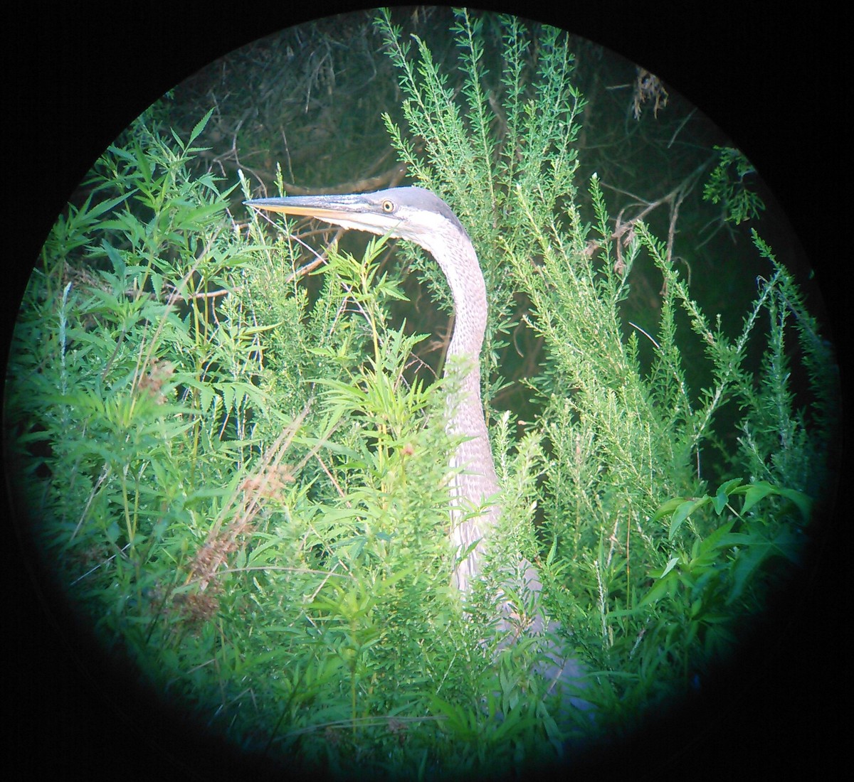 Great Blue Heron - ML250092791