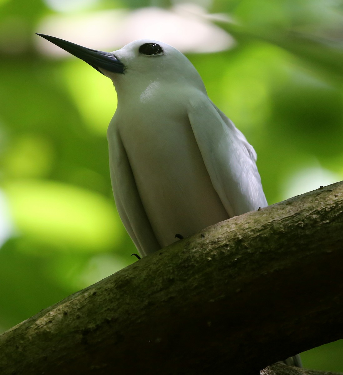 White Tern - ML250092811