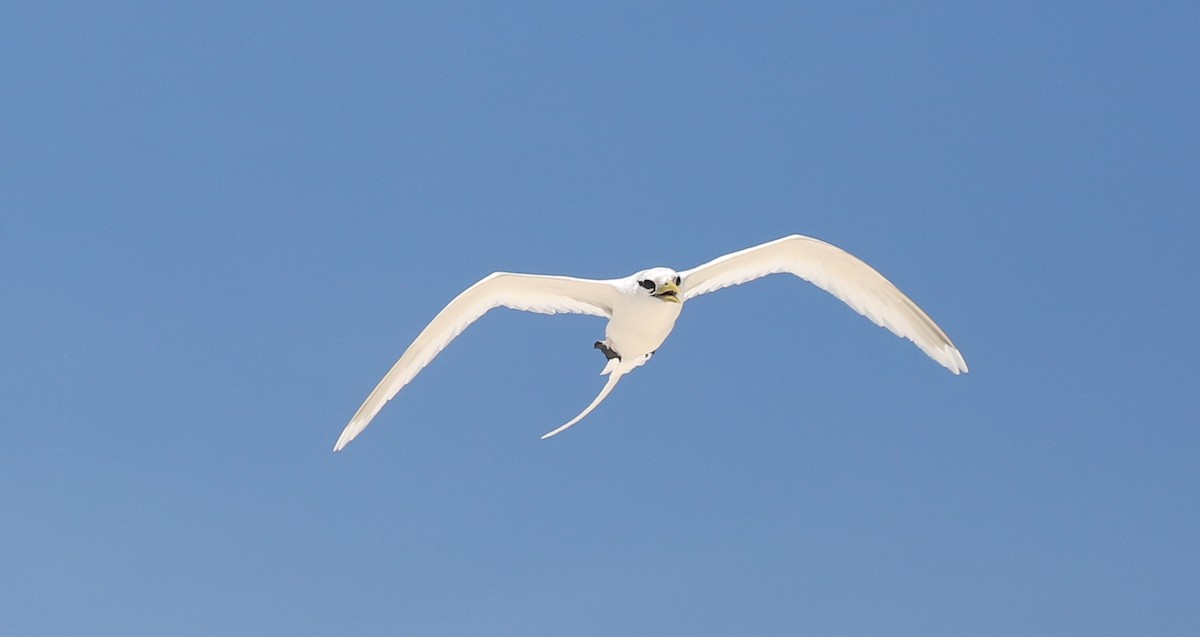 White-tailed Tropicbird - ML250092961