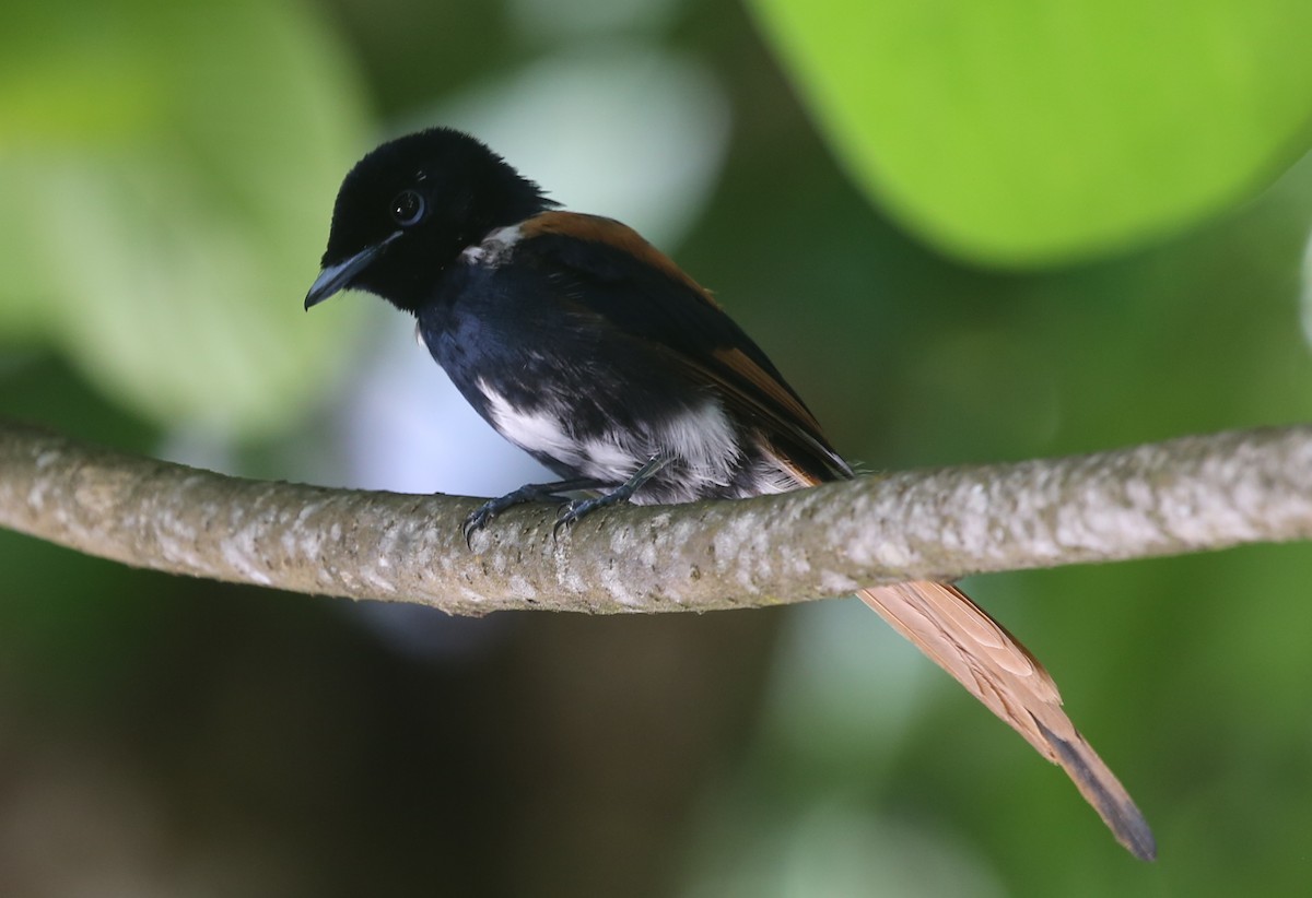 Seychelles Paradise-Flycatcher - Steve James