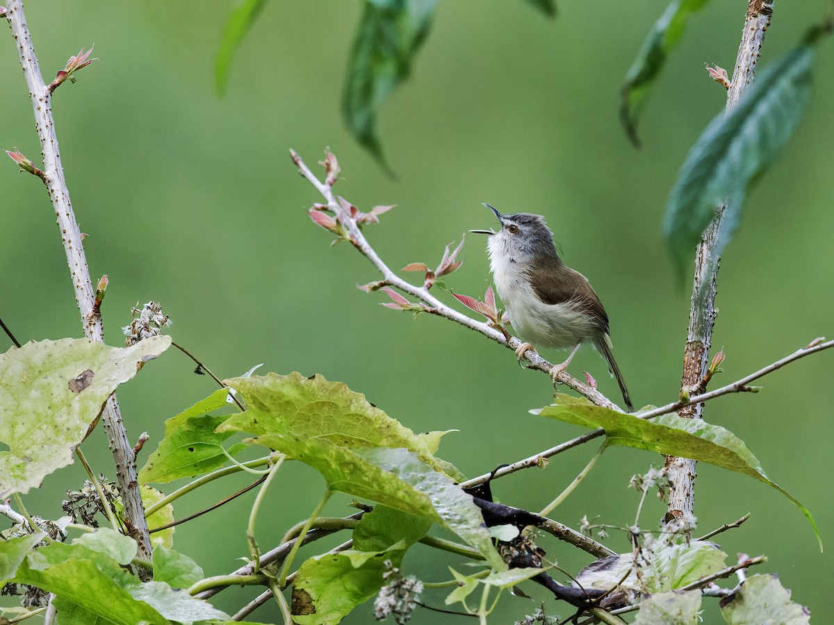 Prinia roussâtre - ML250093181