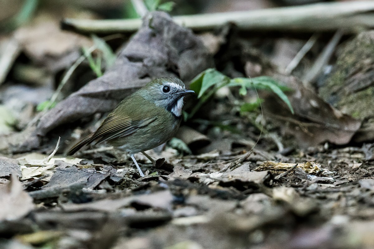 White-gorgeted Flycatcher - Nick Athanas