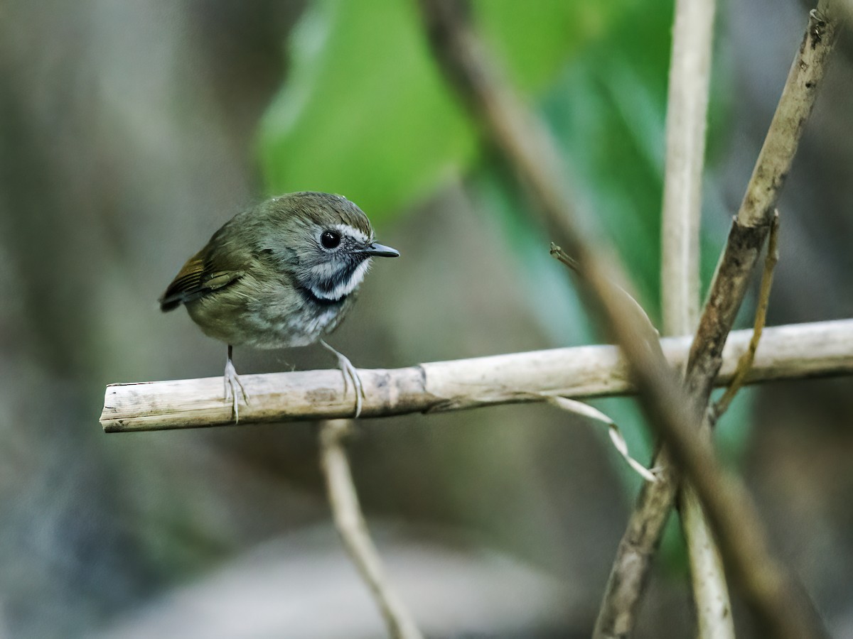 White-gorgeted Flycatcher - ML250094101