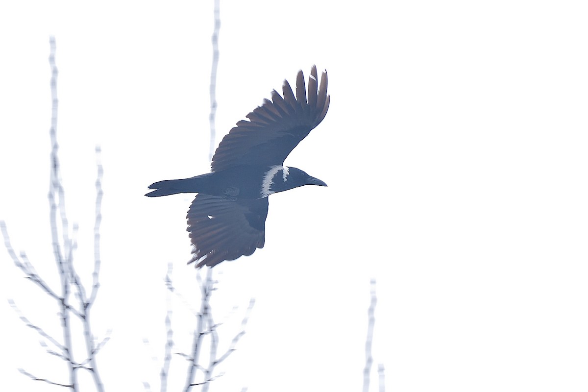 Collared Crow - ML250094131