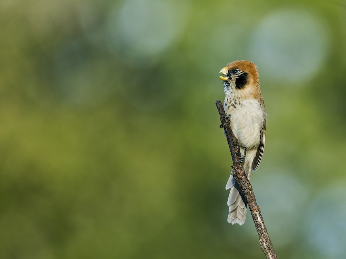 Spot-breasted Parrotbill - ML250094531