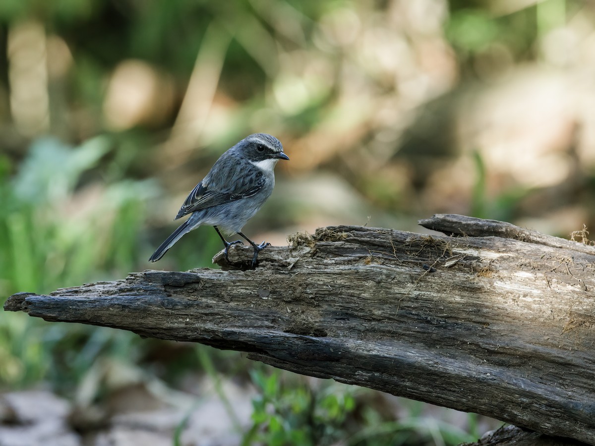 Tarabilla Gris - ML250094661