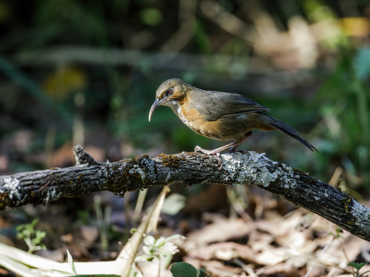 Rusty-cheeked Scimitar-Babbler - ML250094691