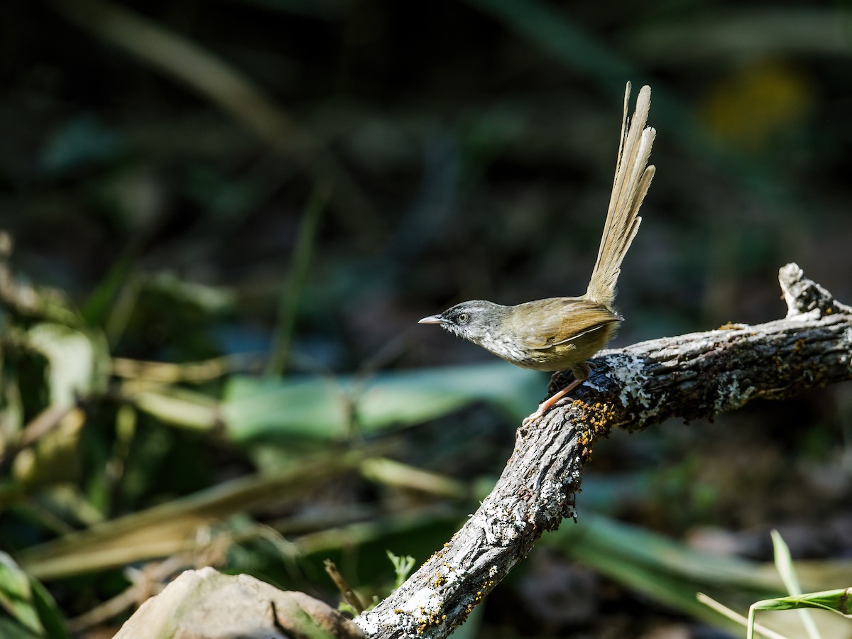 Prinia Montana - ML250094701