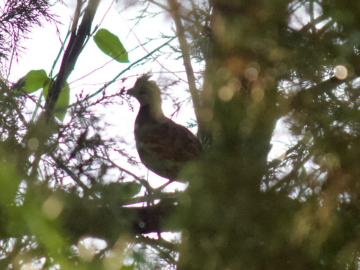 Northern Bobwhite - ML250096061