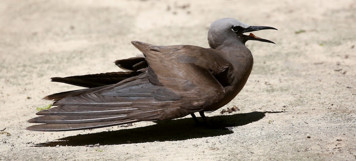 Brown Noddy - Steve James