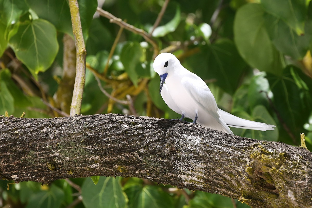 White Tern - ML250097851