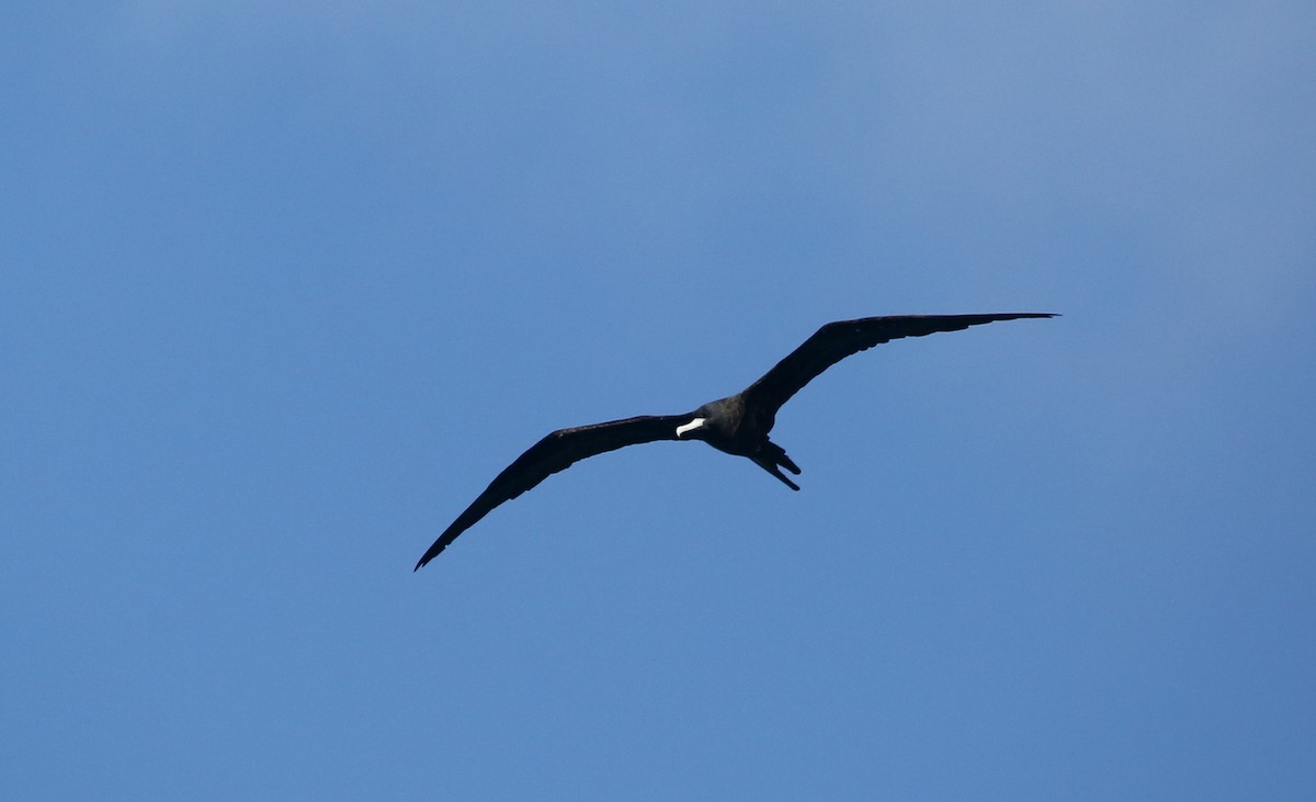 Great Frigatebird - Steve James