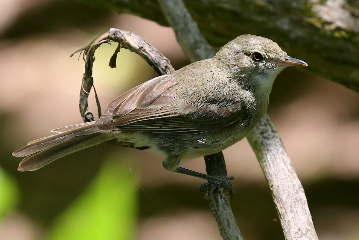 Seychelles Warbler - ML250099111