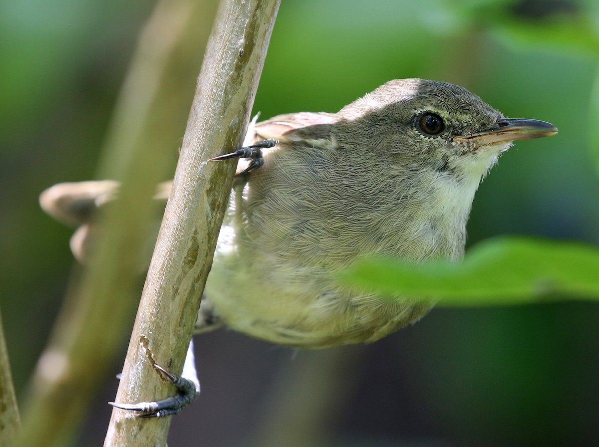 Seychelles Warbler - ML250099281