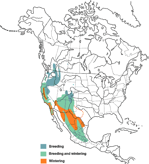 Figures - Western Bluebird - Sialia mexicana - Birds of the World